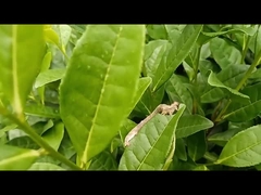 चाय ज्यामितीय कीट प्रभावी कृषि कीटनाशक EoNPV.Bt