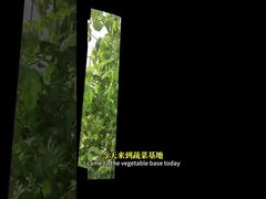 सब्जीवर्गीय फसलों, मक्का आदि में जैविक नियंत्रण विधियों द्वारा सफेद मक्खी का नियंत्रण