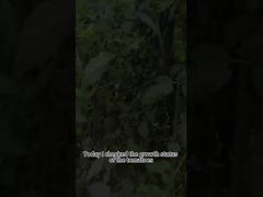 टमाटर का पिछेती झुलसा जैविक कीटनाशक पौध पिछेती झुलसा जैविक नियंत्रण