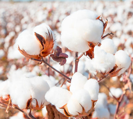 HaNPV Bt Bio Pesticide for Cotton Pests Killer with 10 million PIB/mL HaNPV+2000IU/mL Bt, No Safety Interval Period, and Long Lasting Effect