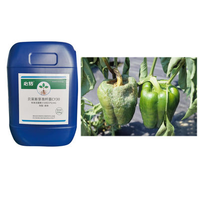 Agriculture Fungicide Bacillus Velezensis CY30 Promote Tomato Chili Good Growth Large Hanging Fruit 