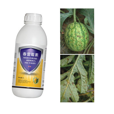 Preventive Therapeutic Effects for Soft Rot of Chinese Cabbage 6% Kasugamycin Fungicide