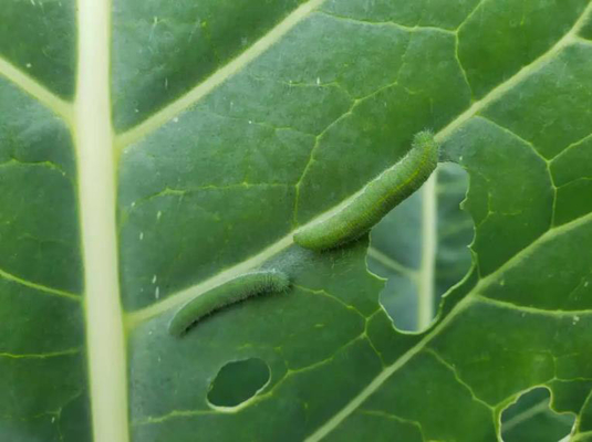 Effective Biological Insecticides No Residue infect cabbage worm eggs