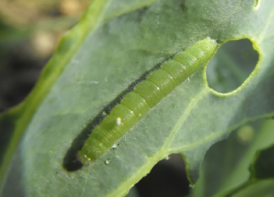 Effective Biological Insecticides No Residue infect cabbage worm eggs