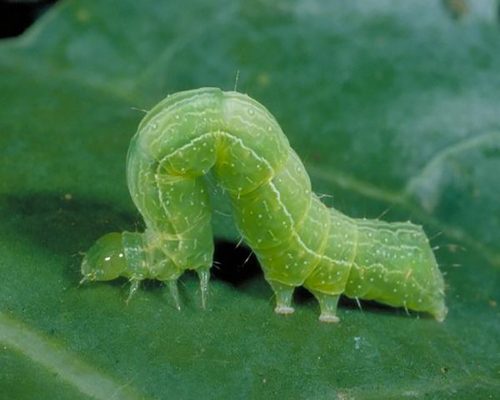 Effective Biological Insecticides No Residue infect cabbage worm eggs