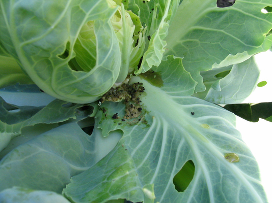 SC Formulation Biological Insecticides No Residue cabbage worm spray Long-Lasting Pest Prevention