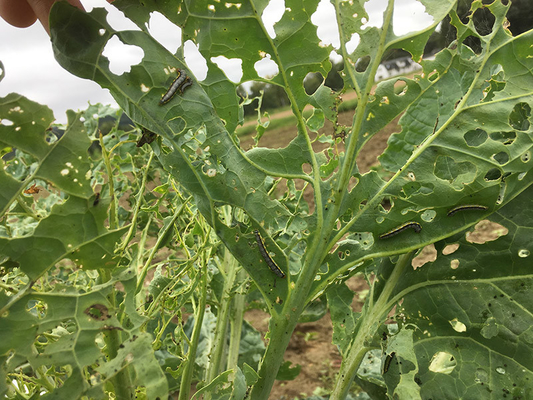 SC Formulation Biological Insecticides No Residue cabbage worm spray Long-Lasting Pest Prevention