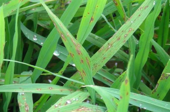Antibiotic bacterial rice fungicides Kasugamycin wide application spray dropping 