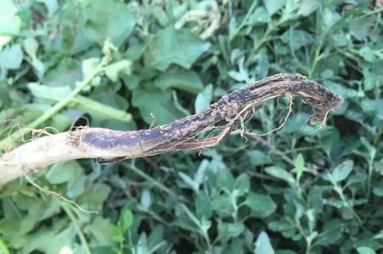 Preventive therapeutic effects for soft rot of Chinese cabbage 6% Kasugamycin fungicide