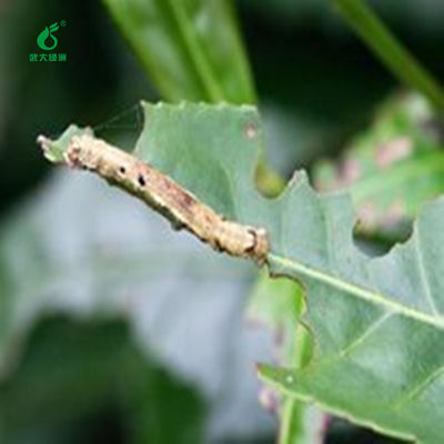Environmentally friendly pesticides for organic tea plant 10 million PIB/mL EoNPV 2000IU/uL Bt