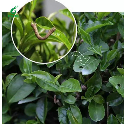 Environmentally friendly pesticides for organic tea plant 10 million PIB/mL EoNPV 2000IU/uL Bt