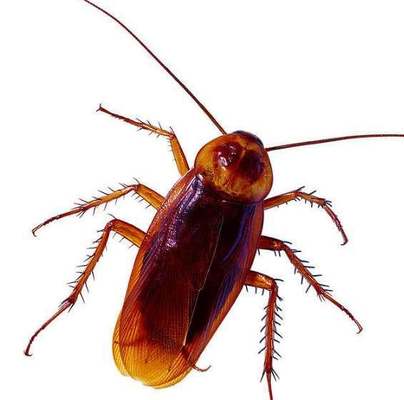 Professional Quick Force Kitchen Insecticide Cockroach Killer Gel 5g 10g 20g 50g
