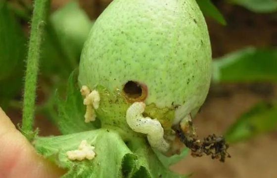 Strong selectivity insecticide HaNPV bacillus thuringiensis for cotton pepper tobacco pest killing 