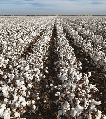 Increase cotton quality yield reduce pests damage Helicoverpa Armigera Nuclear Polyhedrosis Virus BT