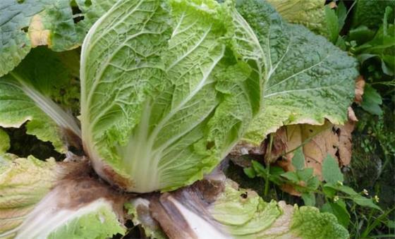 Agricultural Fungicide Soft Rot Bacterial Canker Rice Blast Disease Treatment 6% Kasugamycin 