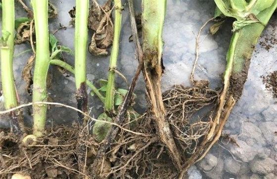 Soluble Concentrate Agriculture Farm Crop Plant Fungicide Kasugamycin for rice blast control