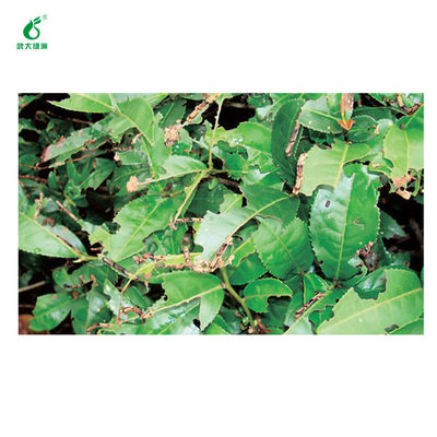 Environmentally friendly pesticides for organic tea plant 10 million PIB/mL EoNPV 2000IU/uL Bt