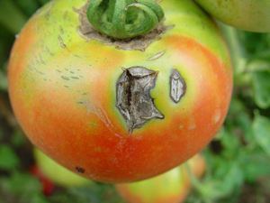 Prevent Cure Strawberry Root Rot Fertilizer Bacillus Velezensis Large Leaf Robust Seedling 