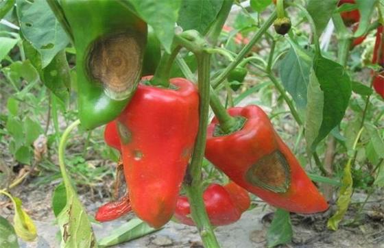 Suitable for tea tree field crop vegetable fruit tree melon Bacillus Velezensis improve fertilizer efficiency CY30