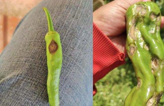 Versatile Bacterium Fungicide Bacillus Velezensis Improve Soil CY30 Agricultural Industrial Potential