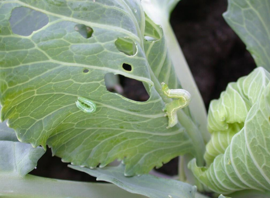 Natural Agriculture Pesticide Wettable Powder Biological Insecticides PrGV Bacillus Thuringiensis Effect on Cabbage Worm
